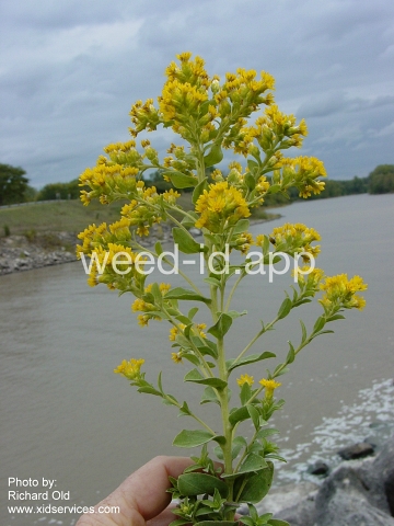 goldenrod, rigid